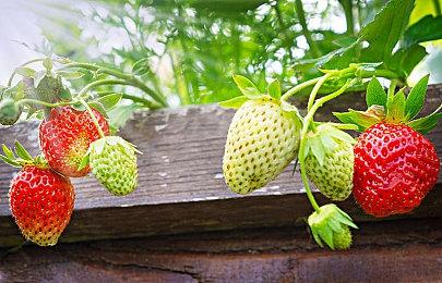 《海贼王：时光旅诗》全新预告 介绍“水之七岛”